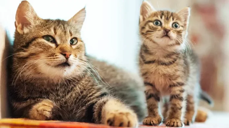 Скільки років коту по людському?